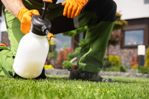 Best Wasp Removal Services  in York Harbor, ME