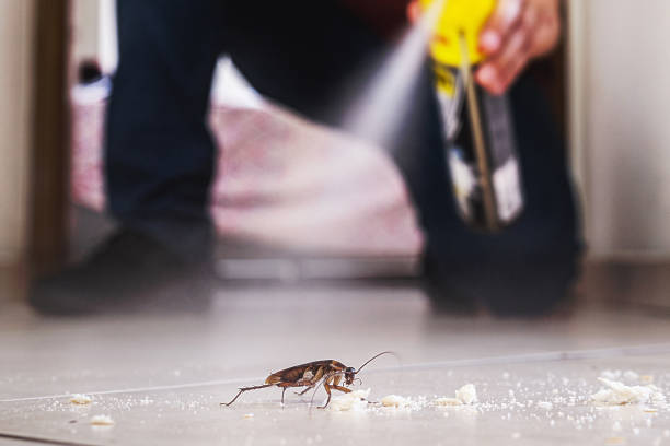 Best Termite Control Services  in York Harbor, ME